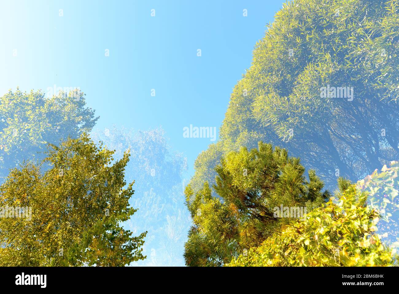 Doppia esposizione di alberi di bush che si sovrappongono l'un l'altro contro il cielo blu Foto Stock