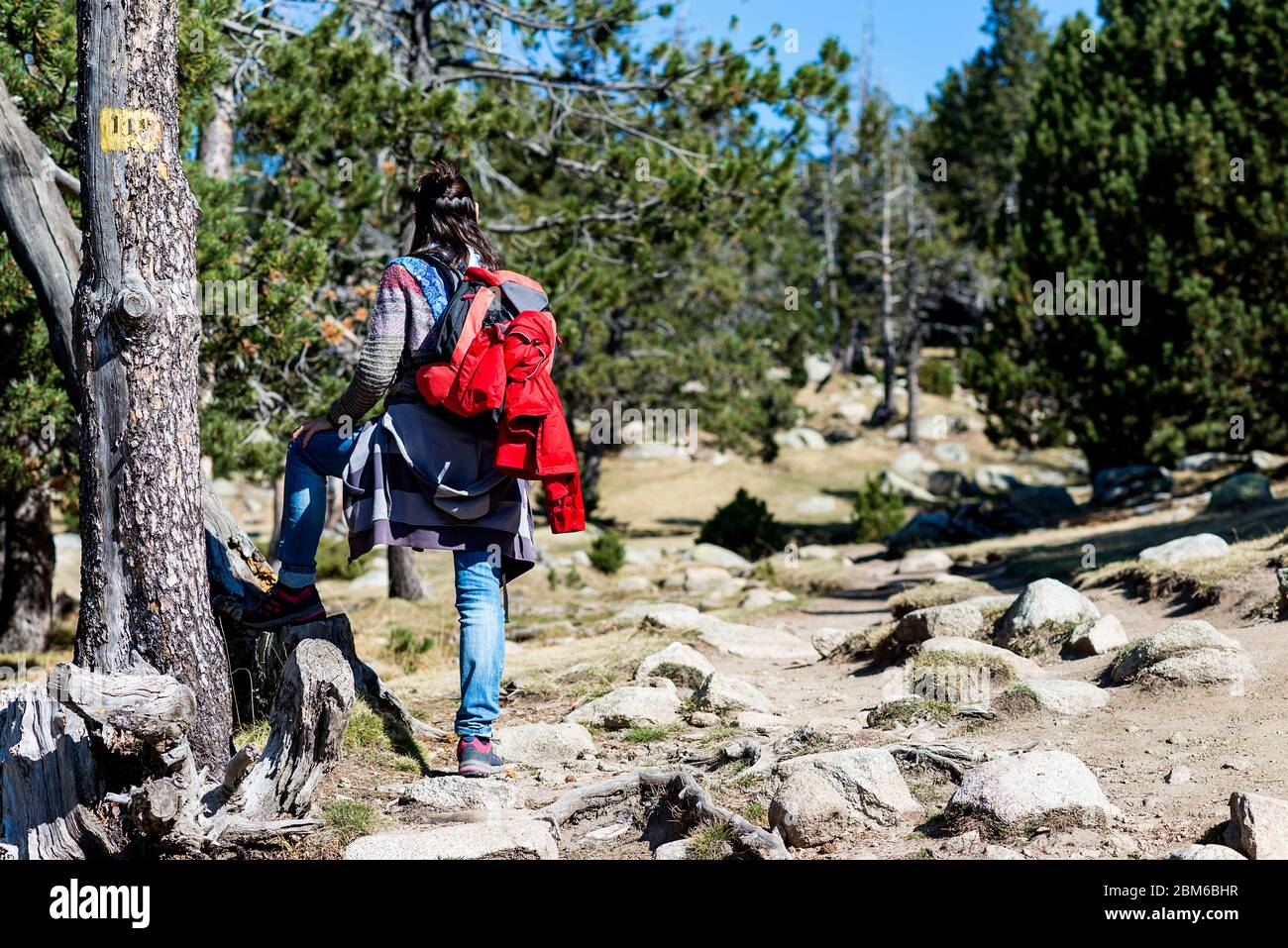 Vista posteriore di una donna zaino in spalla in piedi in un sentiero forestale mentre si guarda lontano Foto Stock