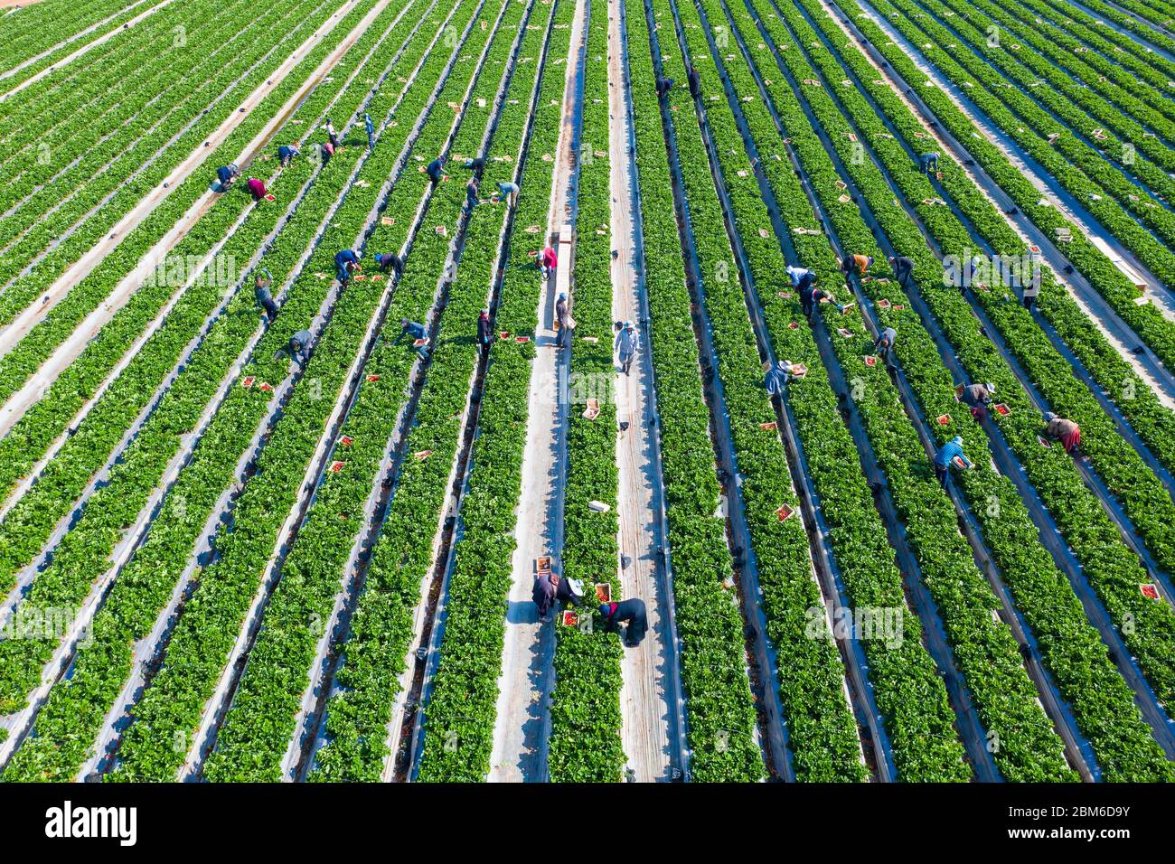 Gli agricoltori raccolgono fragole mature e le mettono in piccole scatole bianche. Foto Stock