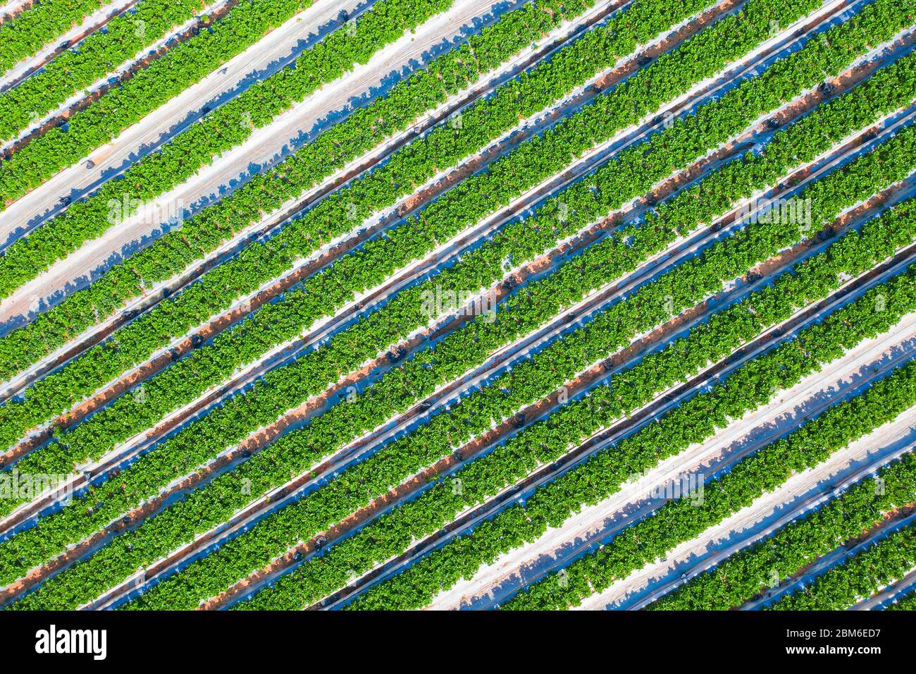 Campo di fragole, linee di piante mature verdi piene di fragole rosse pronte per la raccolta in una fattoria, vista aerea. Foto Stock