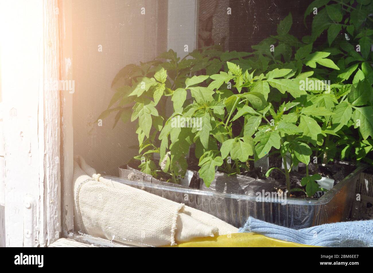 Piantine di pomodori in vassoi a casa sul davanzale dalla finestra. Primo piano. Foto Stock