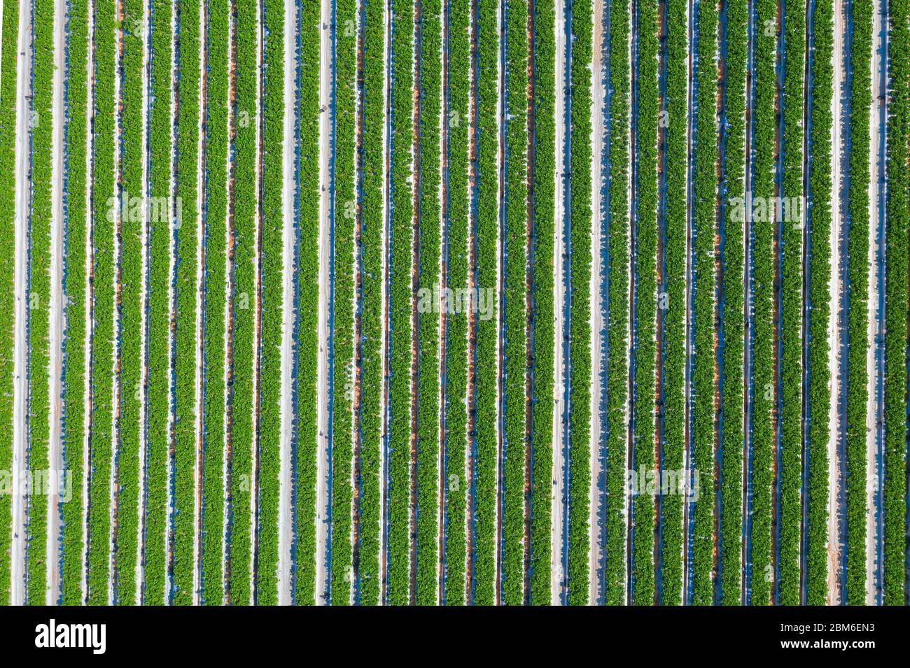 Campo di fragole, linee di piante mature verdi piene di fragole rosse pronte per la raccolta in una fattoria, vista aerea. Foto Stock