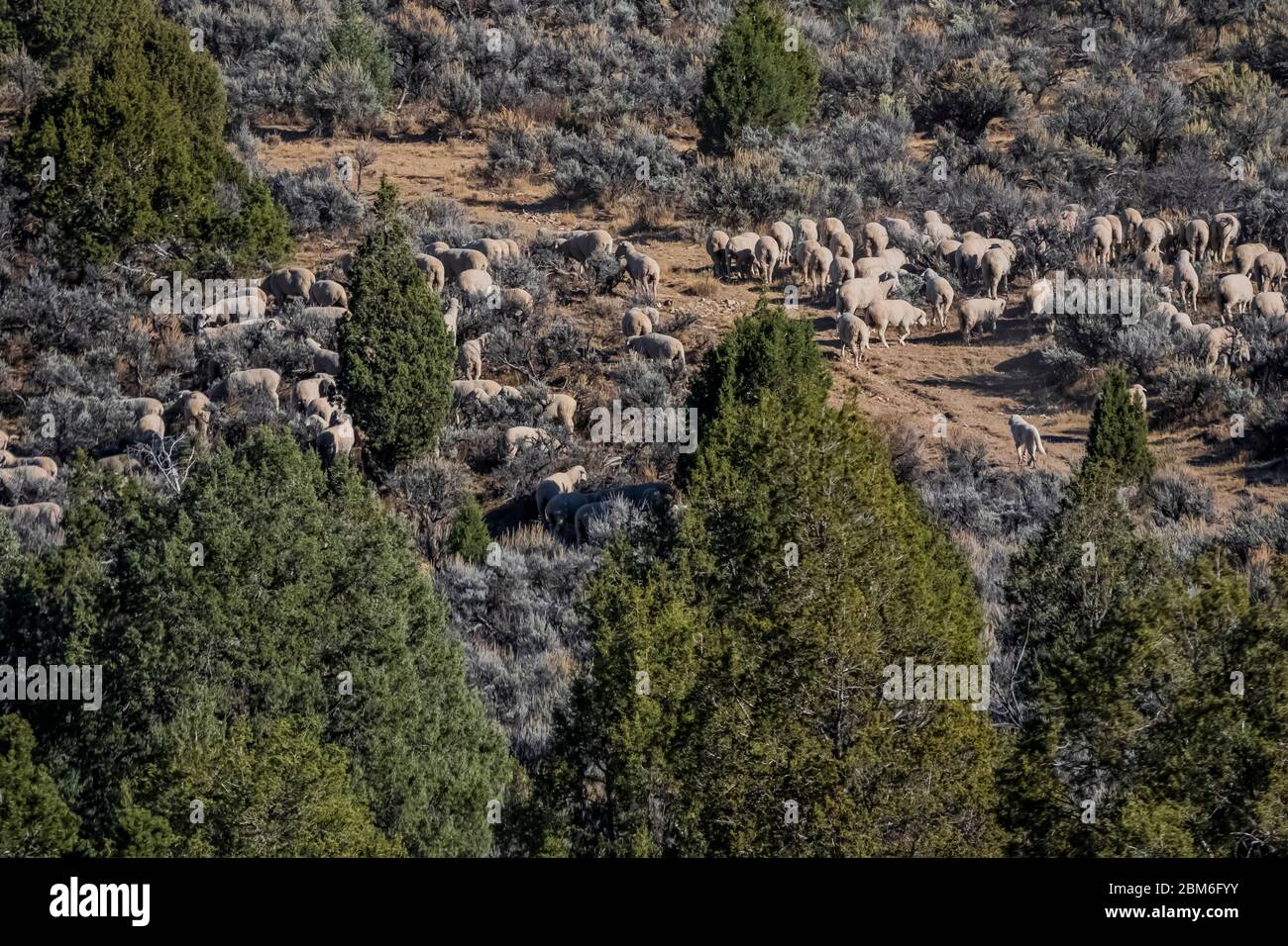 Pecore che sono allevate da un cane di pecora sotto il controllo di un pastore a cavallo, visto dalla US Highway 6 nelle Wasatch Mountains dello Utah, USA Foto Stock
