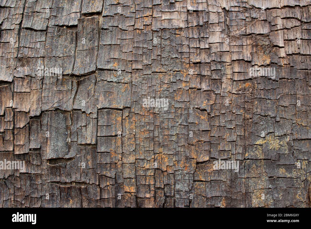 Primo piano di vecchia tessitura di legno incrinato antico, può essere usato come sfondo o sfondo Foto Stock