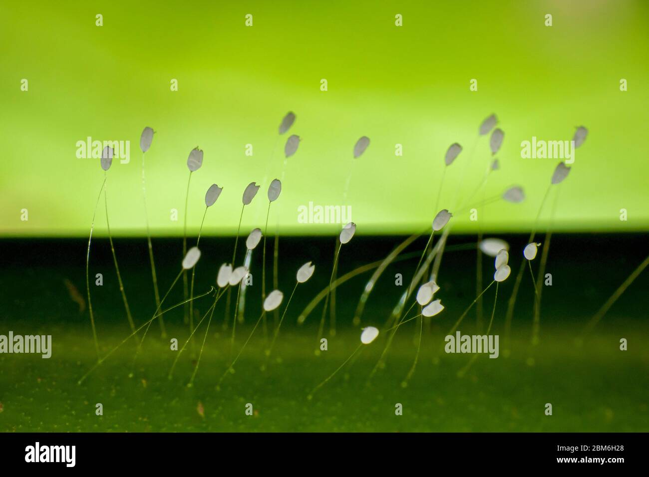 Un colpo macro di belle uova di pizzo alare attaccate ad una struttura come filo con sfondo verde Foto Stock