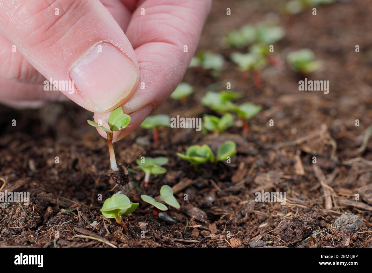 Raph "colazione francese" Raphanus sativus. Diradamento di giovani pianta in un appezzamento di veg per assicurare la spaziatura corretta. Foto Stock