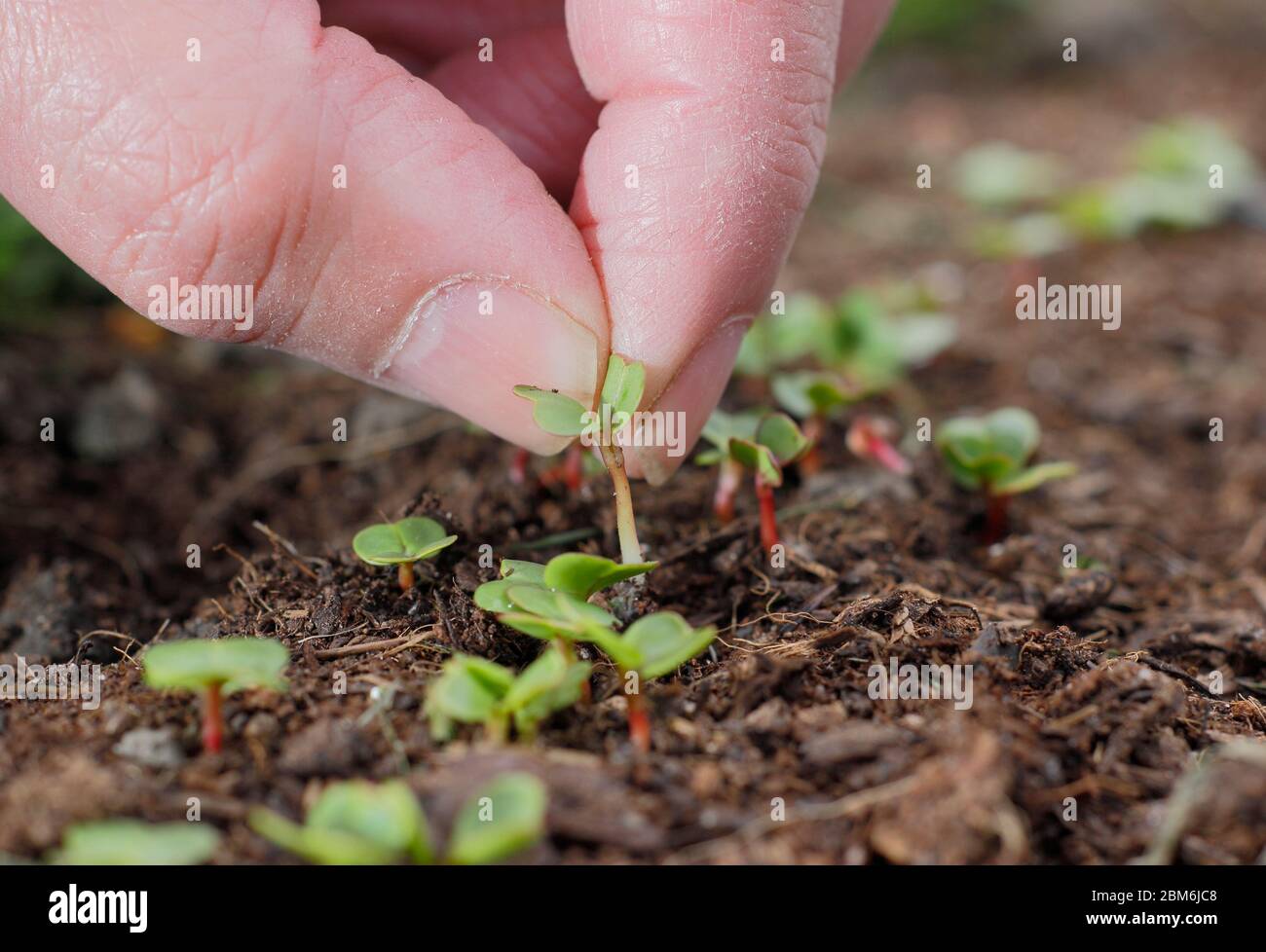 Raph "colazione francese" Raphanus sativus. Diradamento di giovani pianta in un appezzamento di veg per assicurare la spaziatura corretta. Foto Stock