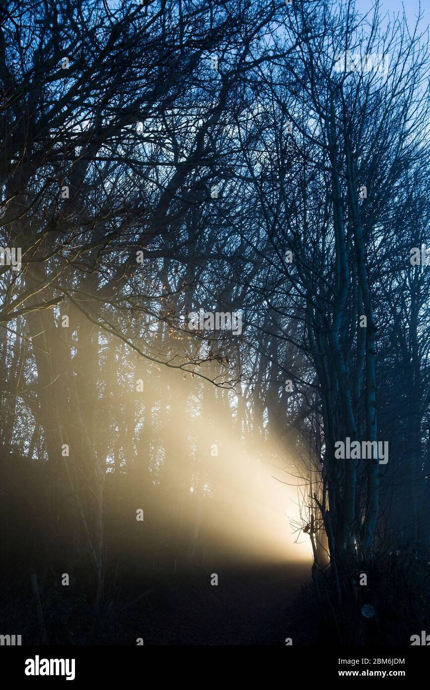 Insolita luce all'alba attraverso gli alberi boschivi, che splende sulla covata di una collina nella campagna del Kent, Regno Unito Foto Stock