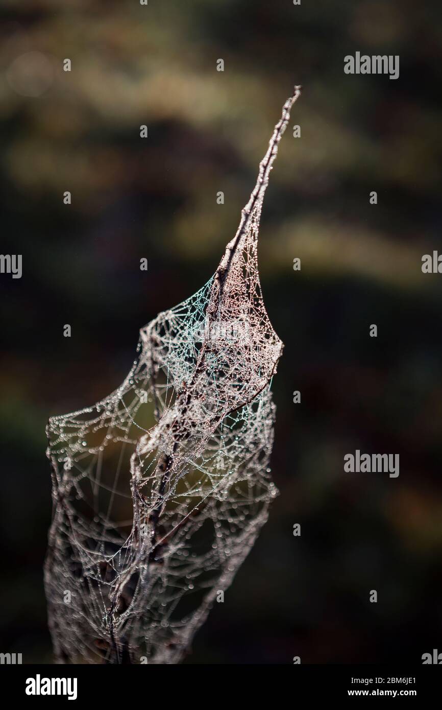Gocce d'acqua di rugiada attaccano al cobweb in una mattinata d'inverno nella campagna del Kent, Regno Unito Foto Stock