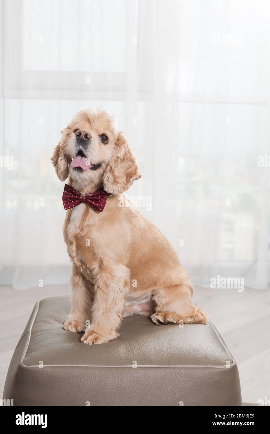 Bel cane spaniel cocker seduto su pouf ottomano a casa interno, guardando la macchina fotografica, indossando moda doggy rosso cravatta arco, celebrità di compleanno di stile Foto Stock