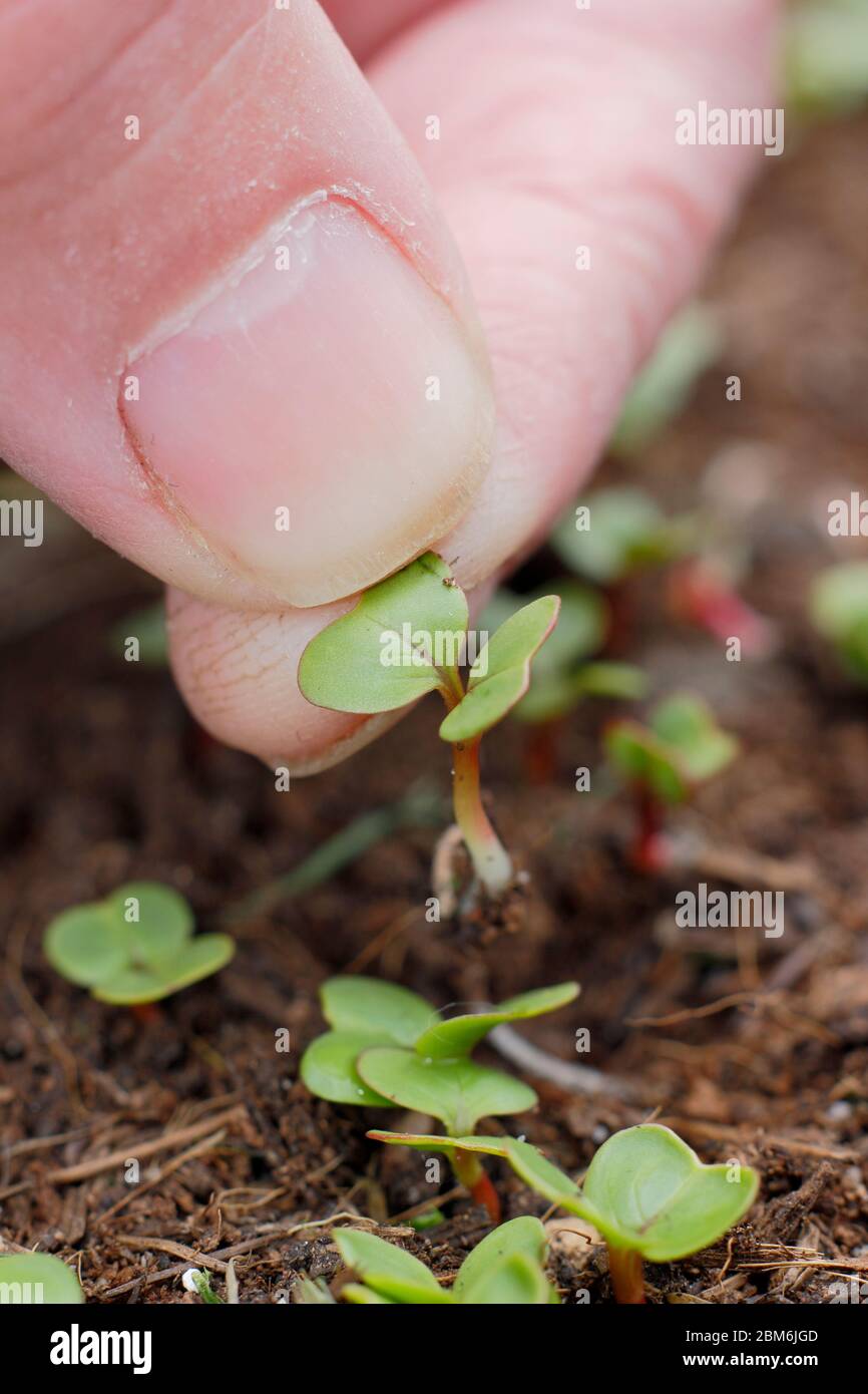 Raph "colazione francese" Raphanus sativus. Diradamento di giovani pianta in un appezzamento di veg per assicurare la spaziatura corretta. Foto Stock