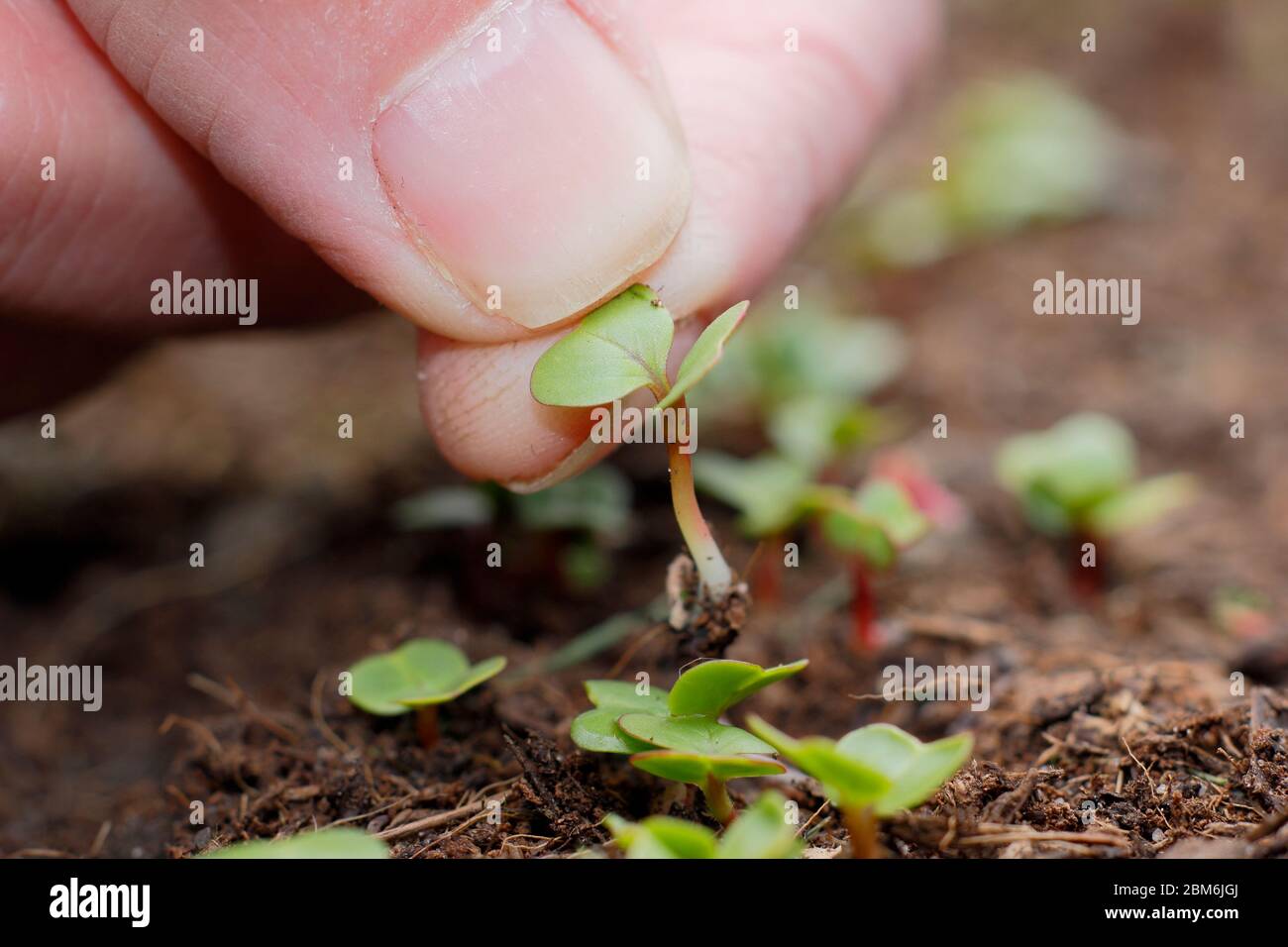 Raph "colazione francese" Raphanus sativus. Diradamento di giovani pianta in un appezzamento di veg per assicurare la spaziatura corretta. Foto Stock