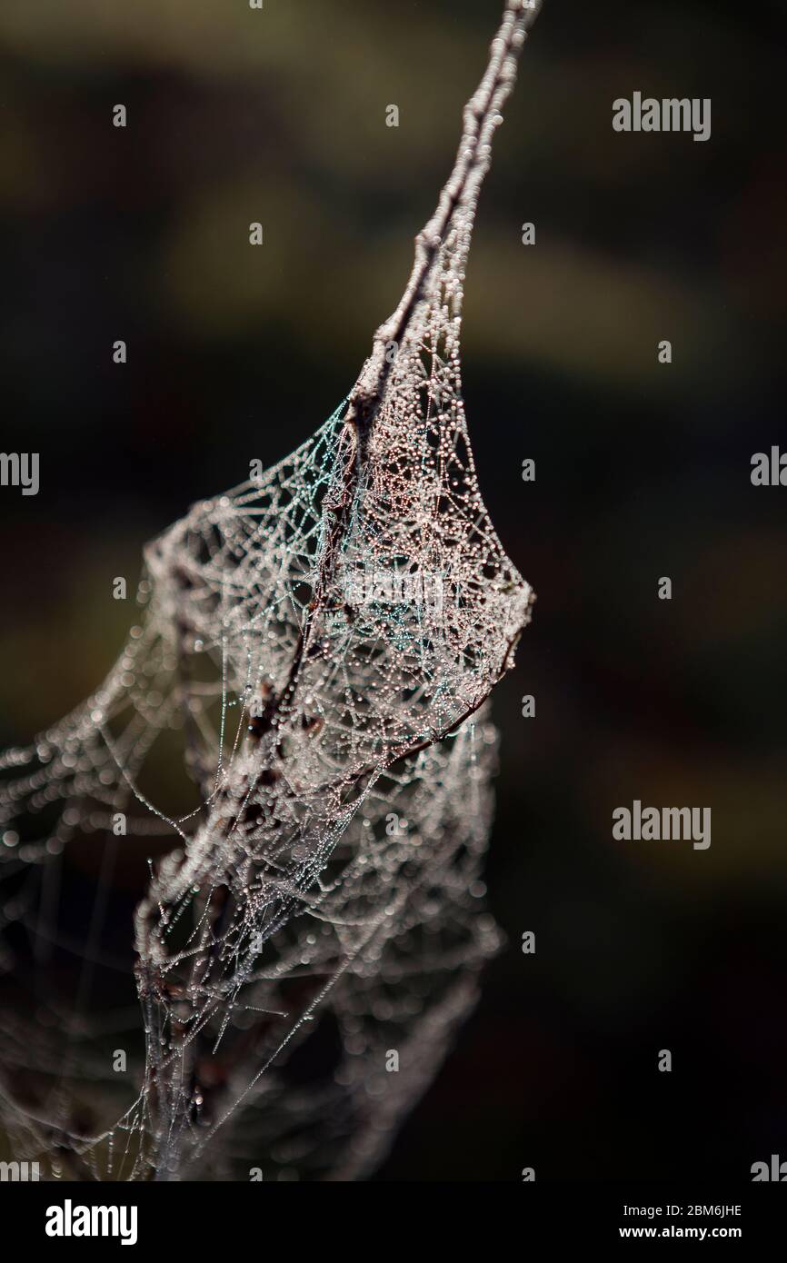 Gocce d'acqua di rugiada attaccano al cobweb in una mattinata d'inverno nella campagna del Kent, Regno Unito Foto Stock