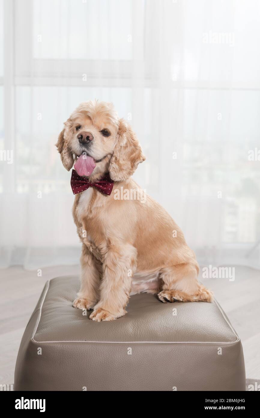 Bel cane spaniel cocker seduto su pouf ottomano a casa interno, guardando la macchina fotografica, indossando moda doggy rosso cravatta arco, celebrità di compleanno di stile Foto Stock