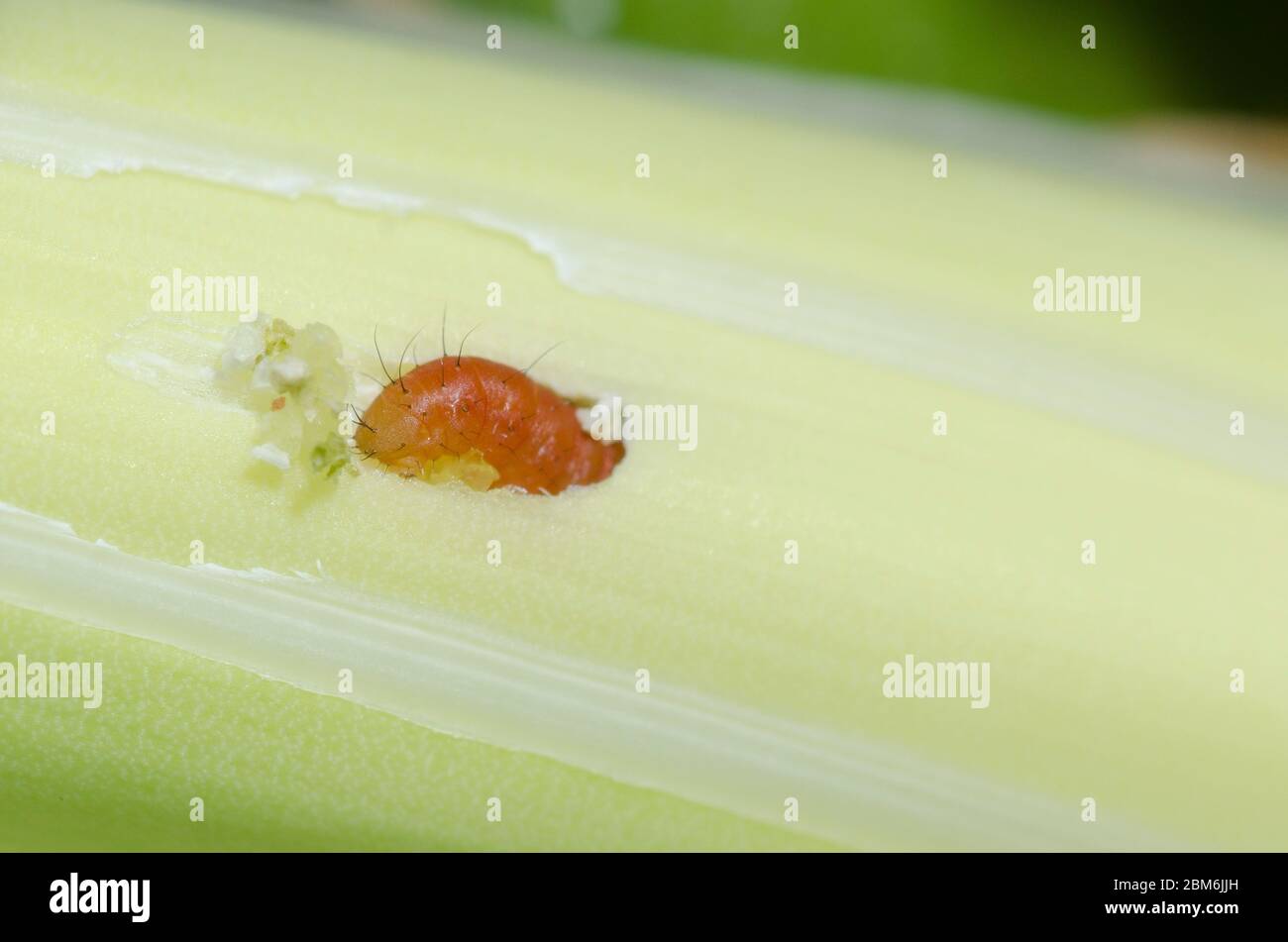 Yucca Giant-Skipper, Megathyymus yuccae, primo instar larva che alimenta e sbarrando in Arkansas Yucca, Yucca arkansana Foto Stock