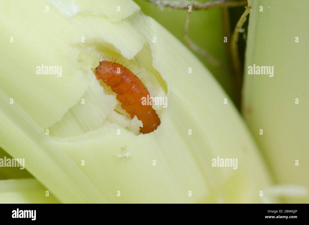 Yucca Giant-Skipper, Megathyymus yuccae, primo instar larva che alimenta e sbarrando in Arkansas Yucca, Yucca arkansana Foto Stock
