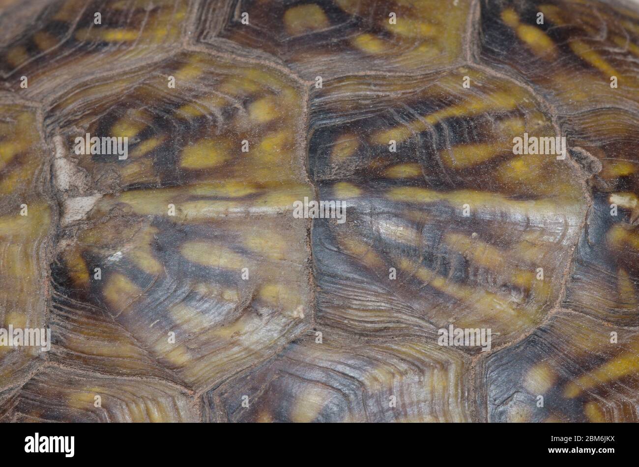 Tartaruga a tre punte, Terrapene carolina, motivo a guscio Foto Stock