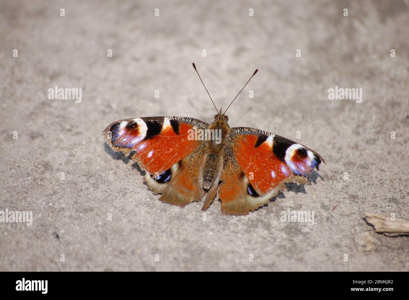 grande bella farfalla marrone si trova il pavimento Foto Stock