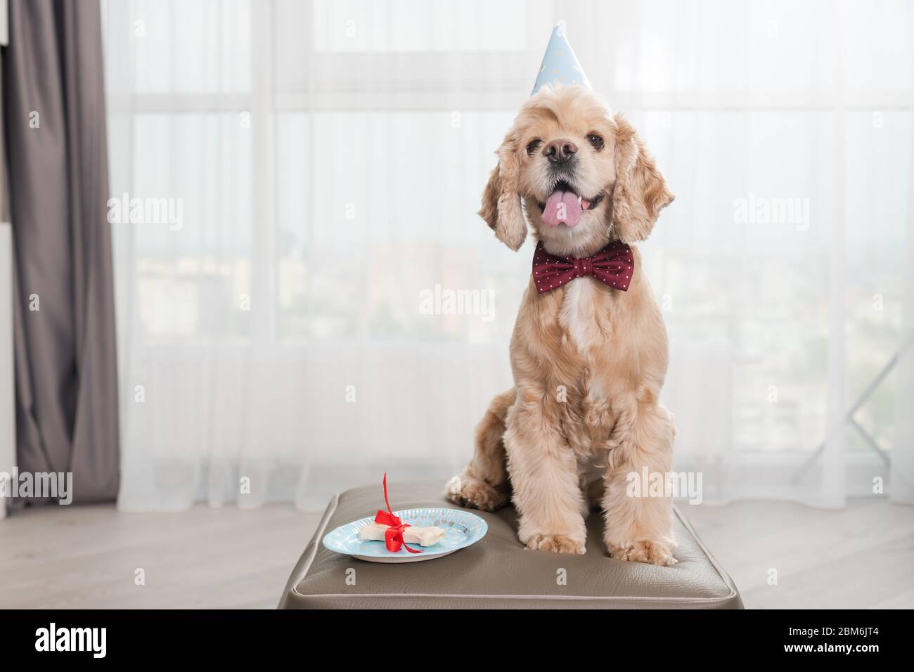 Fiero look di compleanno con un regalo osseo Foto Stock