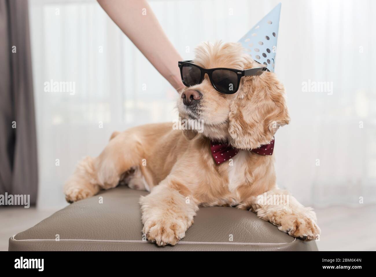 Spaniel cool cocker in occhiali da sole e cappuccio cono partito si trovano a morbido pouf ottaman a casa, festeggiare con la famiglia, bel animale domestico Foto Stock