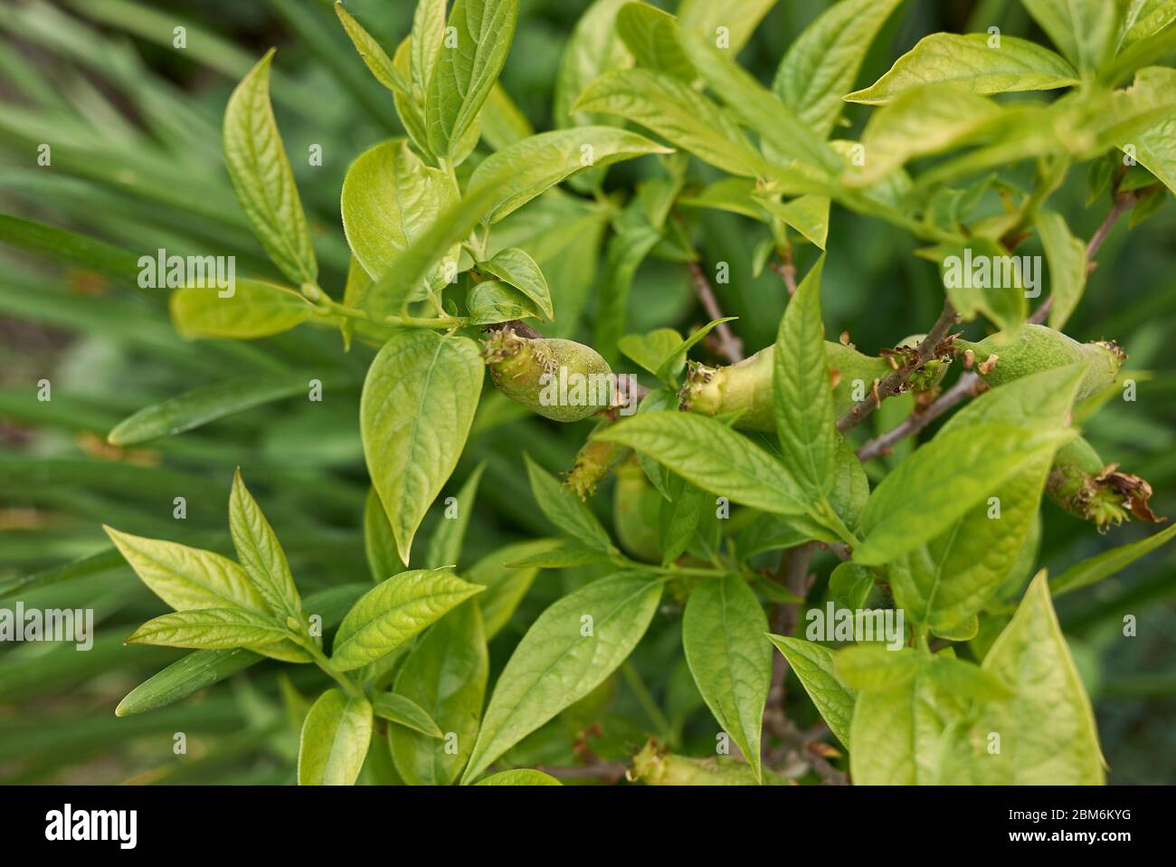 Chimonanthus praecox frutta fresca Foto Stock