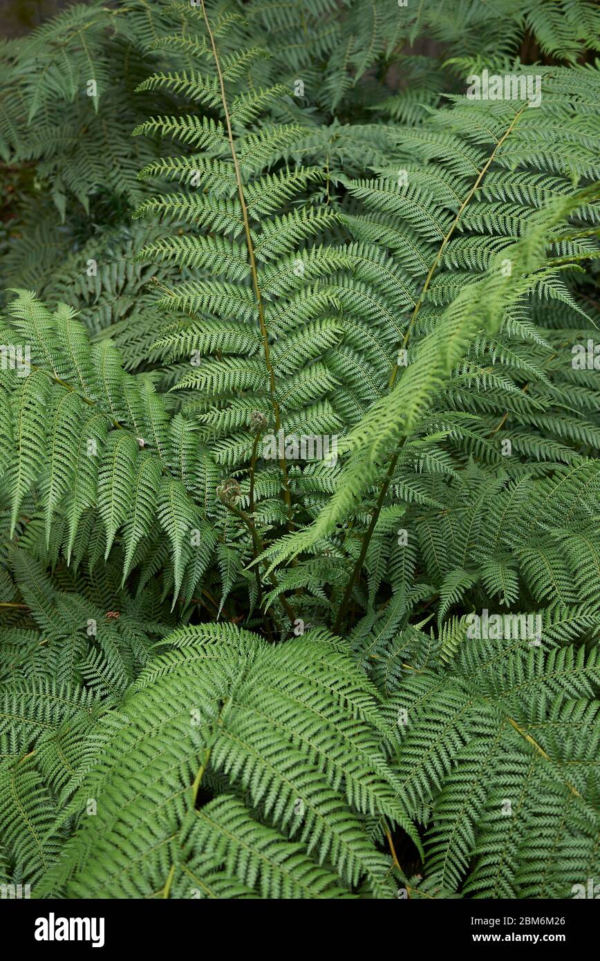 Dicksonia antartide vegetazione lussureggiante Foto Stock