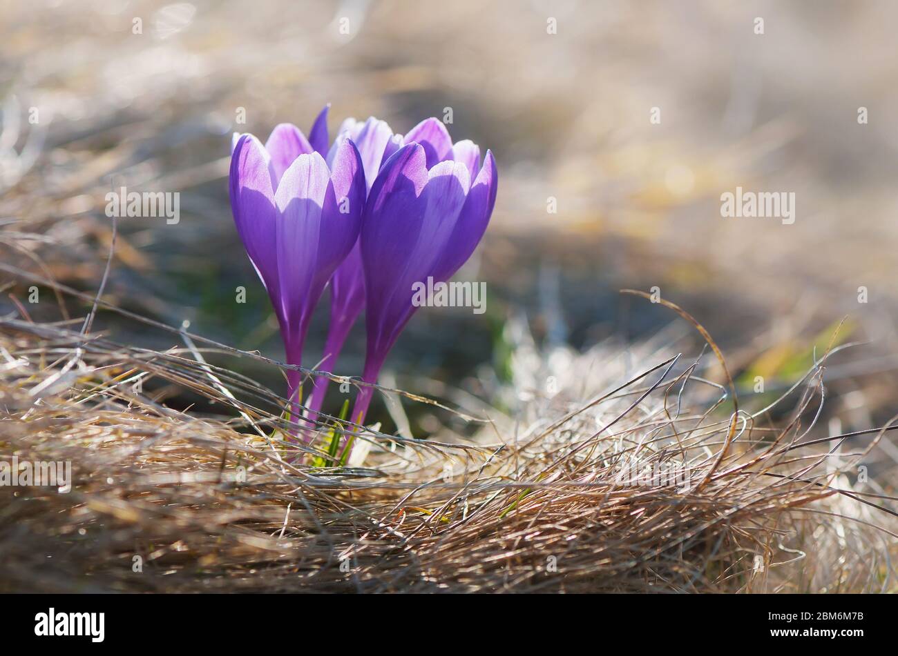 Fiori di croco primavera nell'erba sul prato Foto Stock