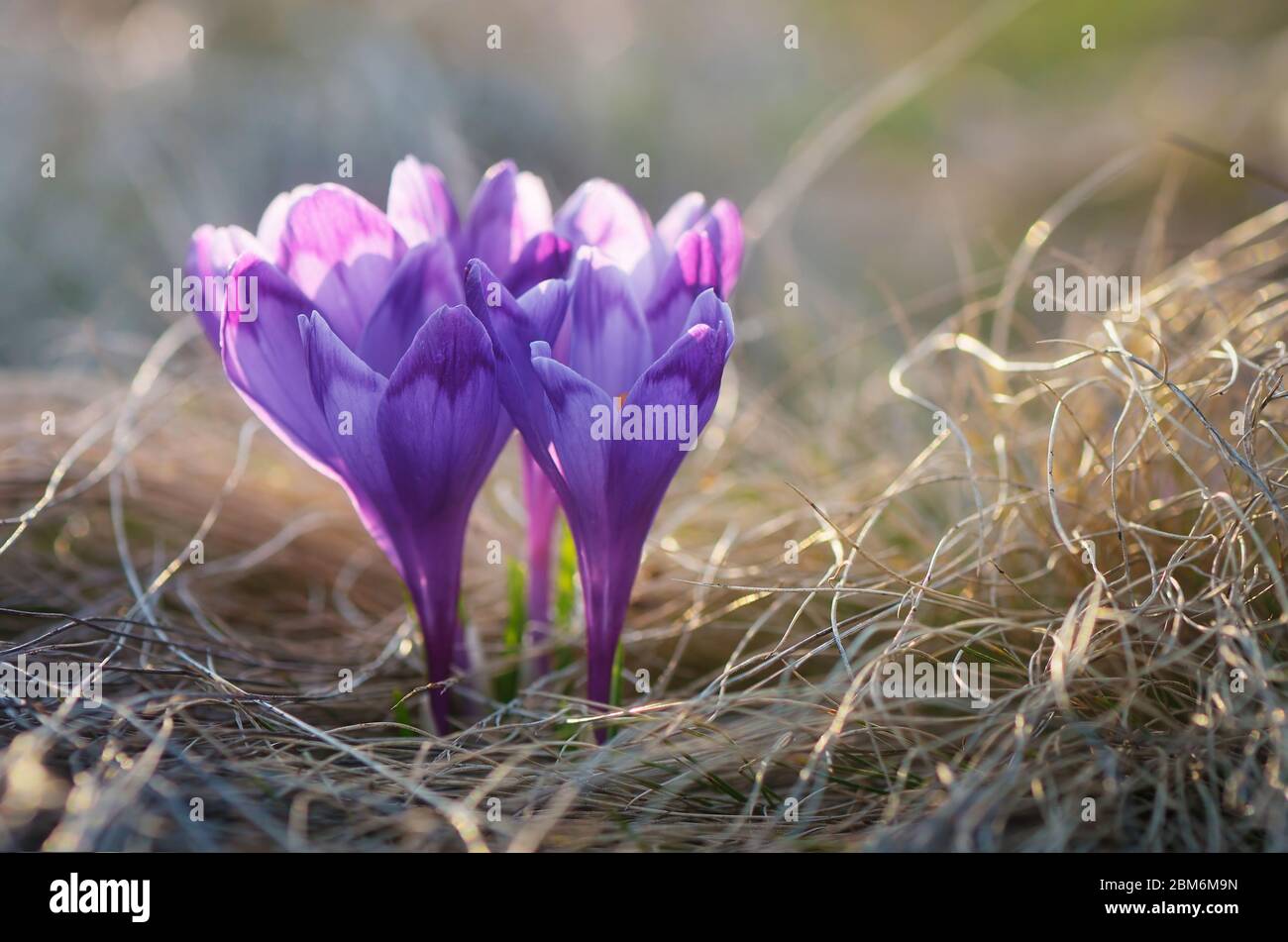Fiori di croco di primavera. Prato fiorente in montagna Foto Stock