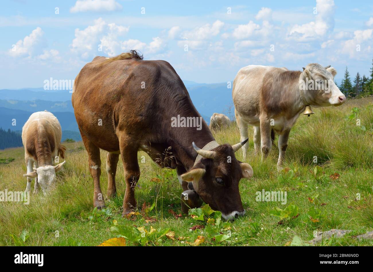 Pascolo di montagna. Mucche con campane Foto Stock