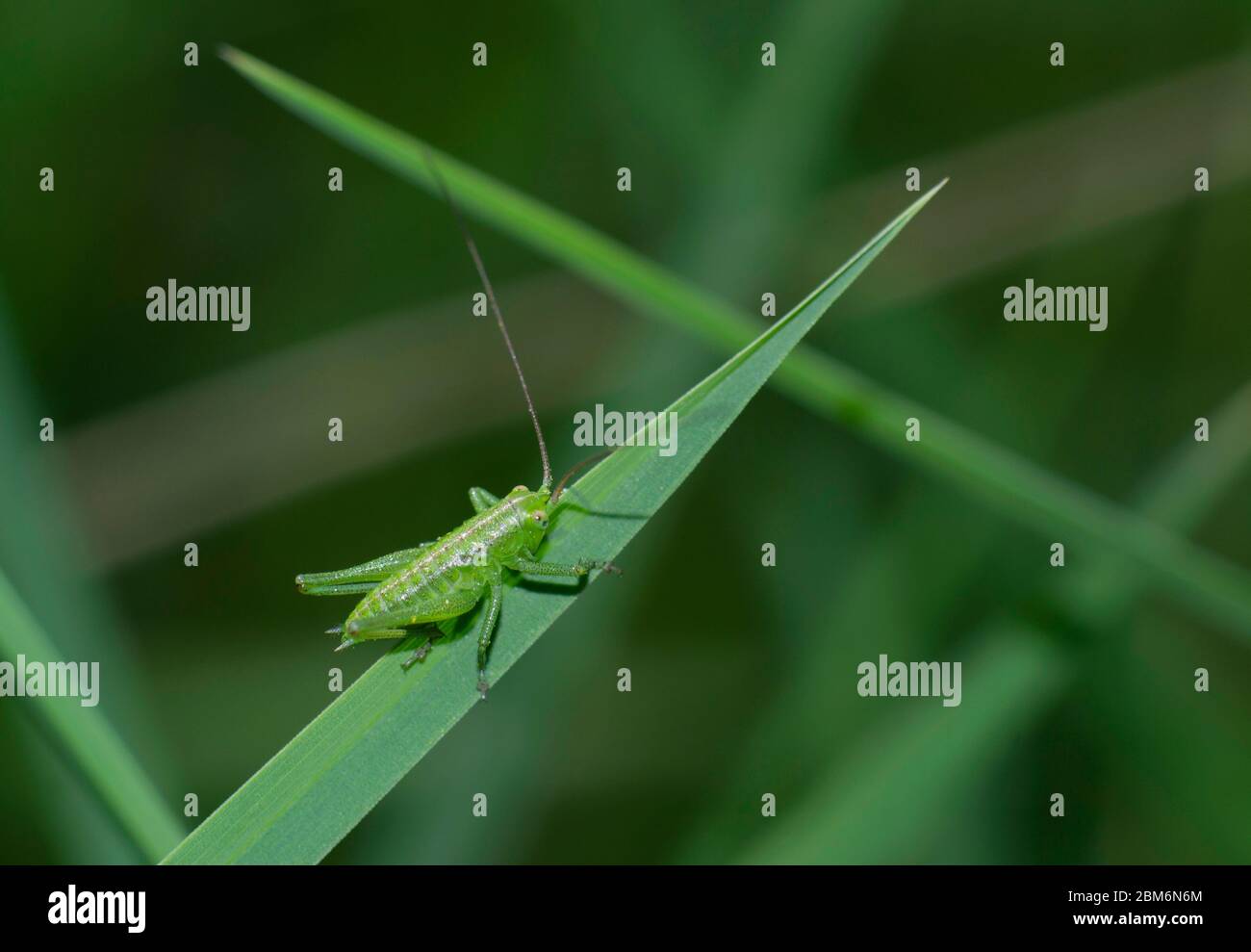 chiocciatura di insetto di cricket verde su una lama di erba su sfondo sfocato Foto Stock