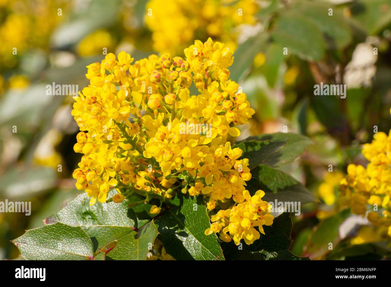 Primo piano di fiori gialli di una mahonia, Berberis aquifolium o Gewöhnliche Mahonie Foto Stock