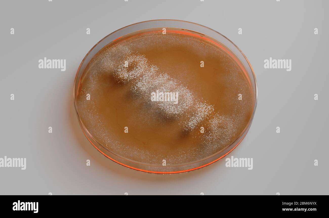 Un concetto che mostra funghi che crescono in un mezzo arancione in un piatto Petri che indica la parola covid-19 - rendering 3D Foto Stock
