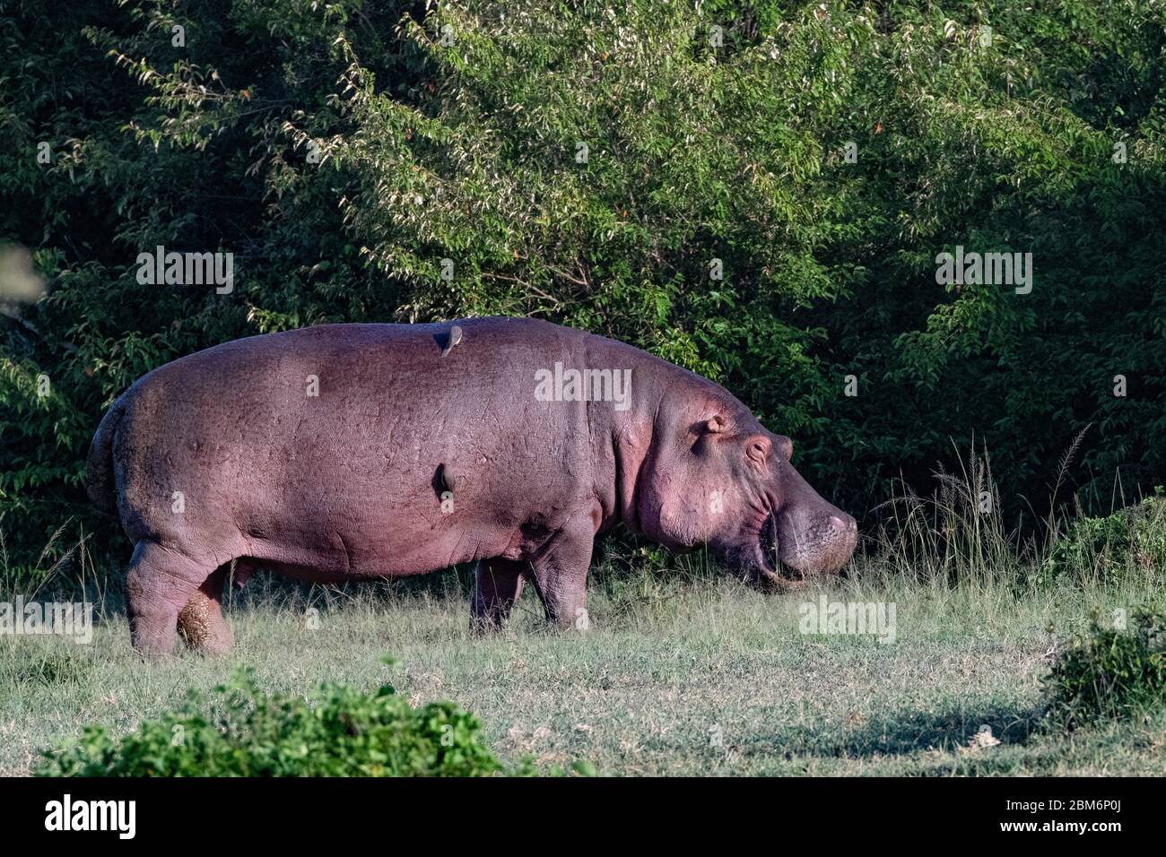 Hippo tornando ad acqua la mattina presto nel Masai Mara, Kenya Foto Stock