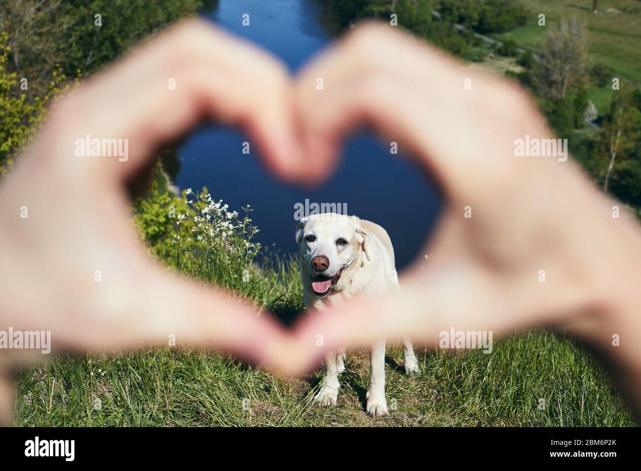 Mani di proprietario di animale domestico che fa la forma del cuore contro il cane carino (il rireperitore di labrador) in natura. Foto Stock