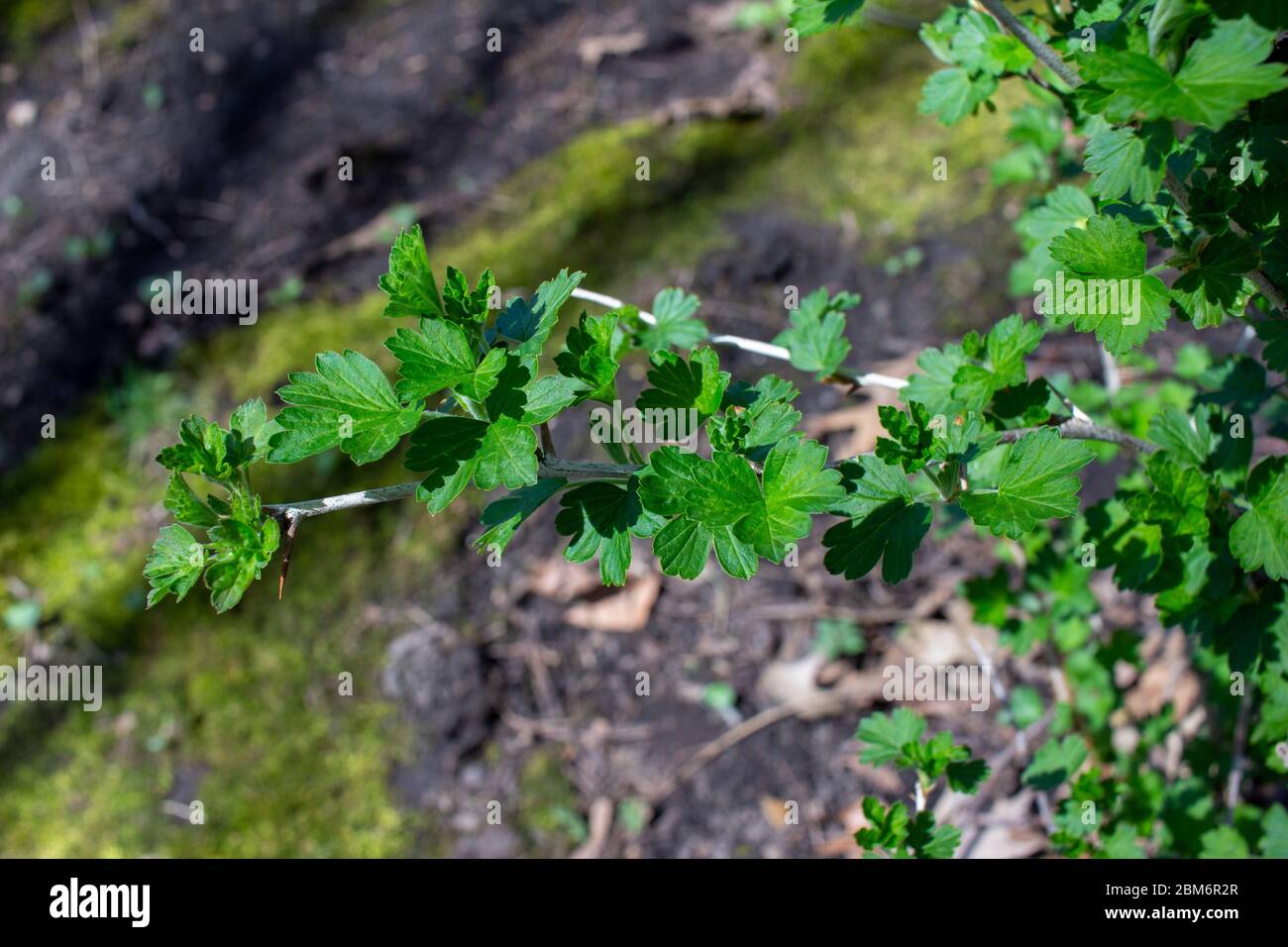 Vista ravvicinata delle foglie emergenti su un bosco di uva spina (ribes) in primavera in un ambiente boschivo Foto Stock