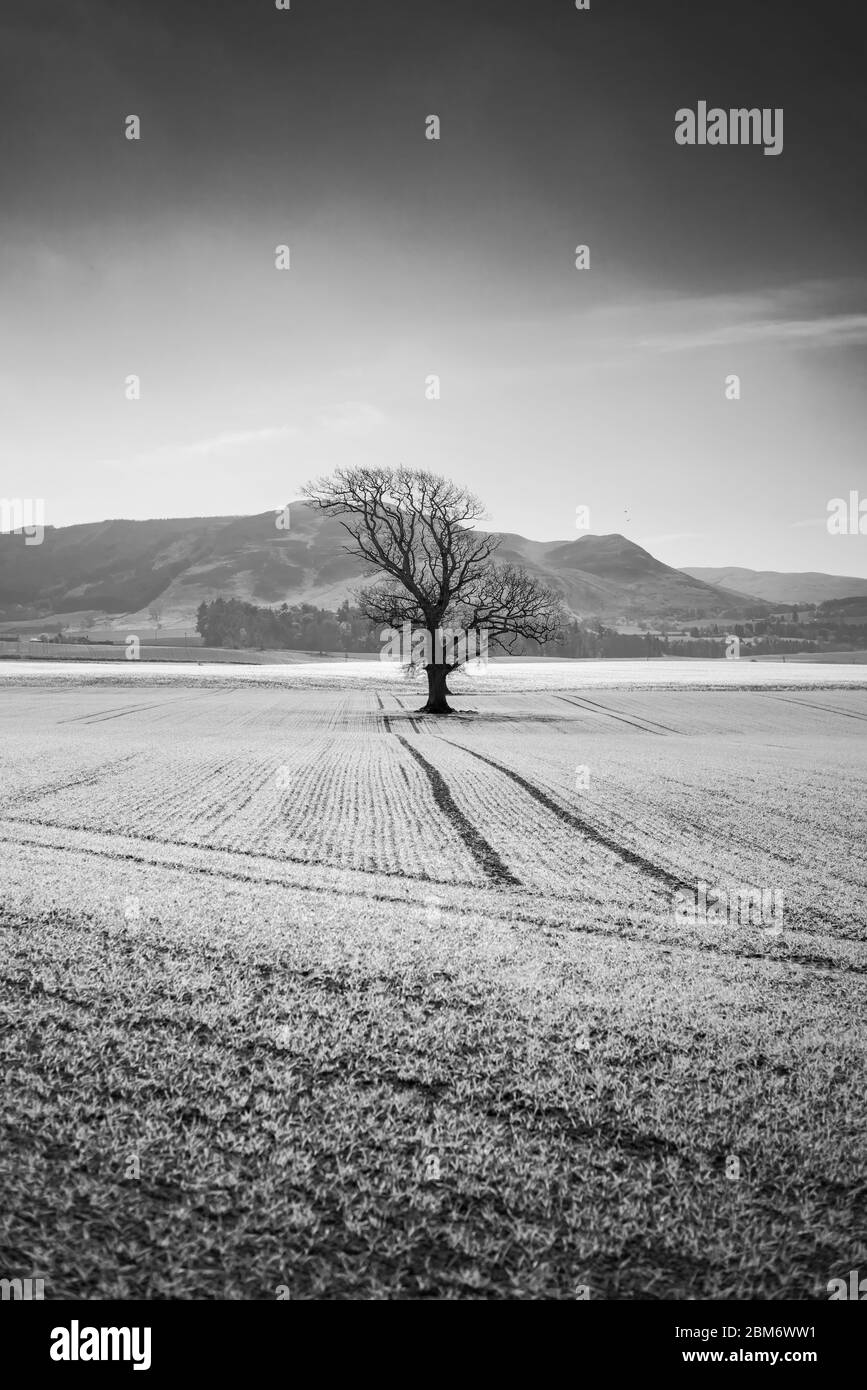 Un trattore percorri un albero solitario nel mezzo di un campo. Persistenza della natura nella creazione della vita. Foto Stock