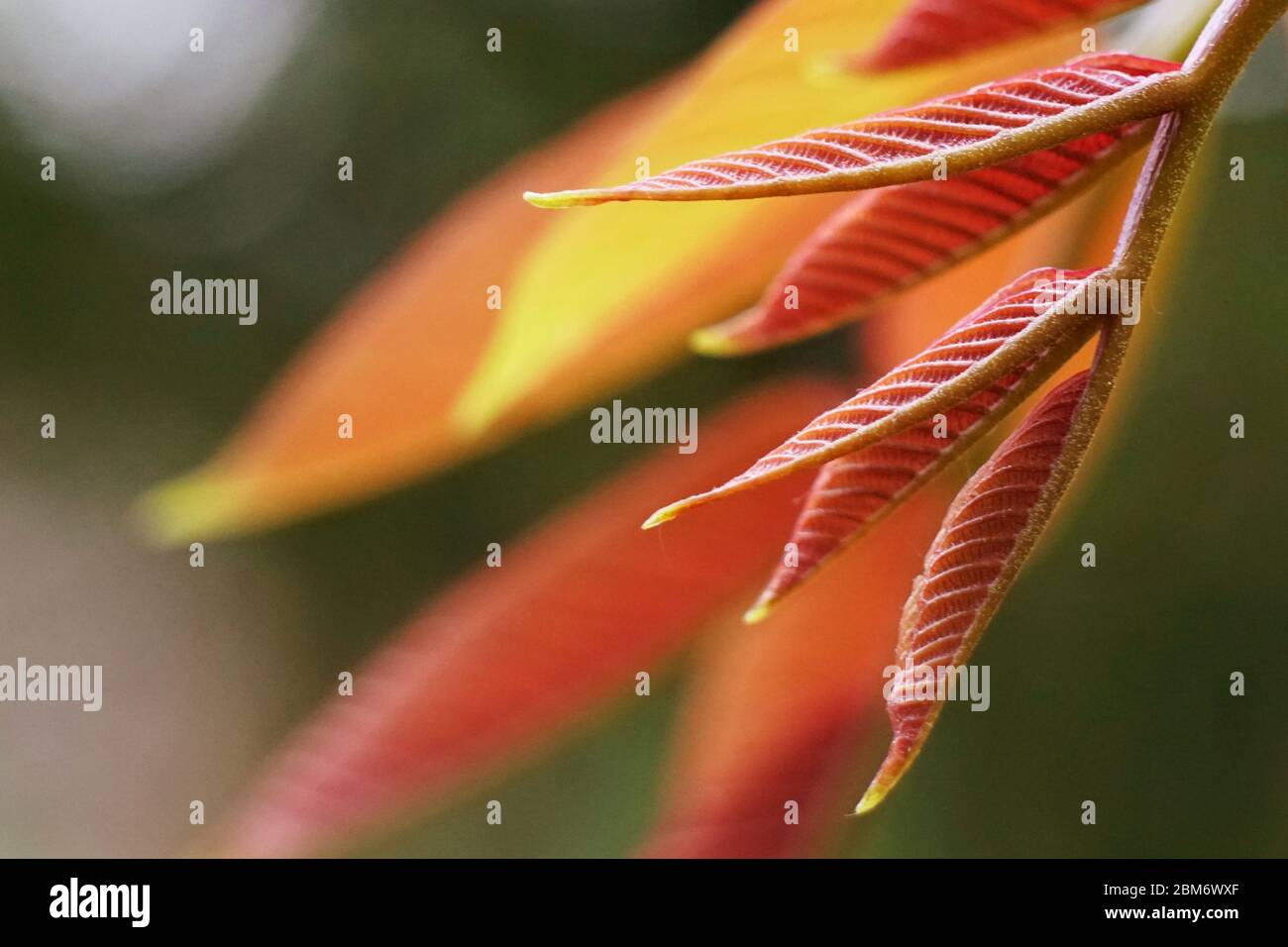 foglia rossa blured - macro - art Foto Stock
