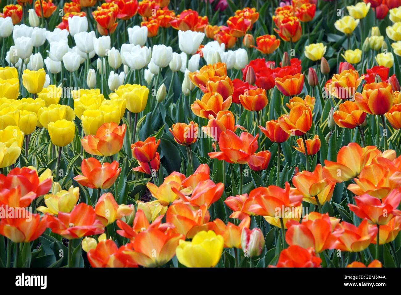 Tulipani colorati giardino letto fiori arancio giallo misto fiori misto arancione giallo bianco Foto Stock