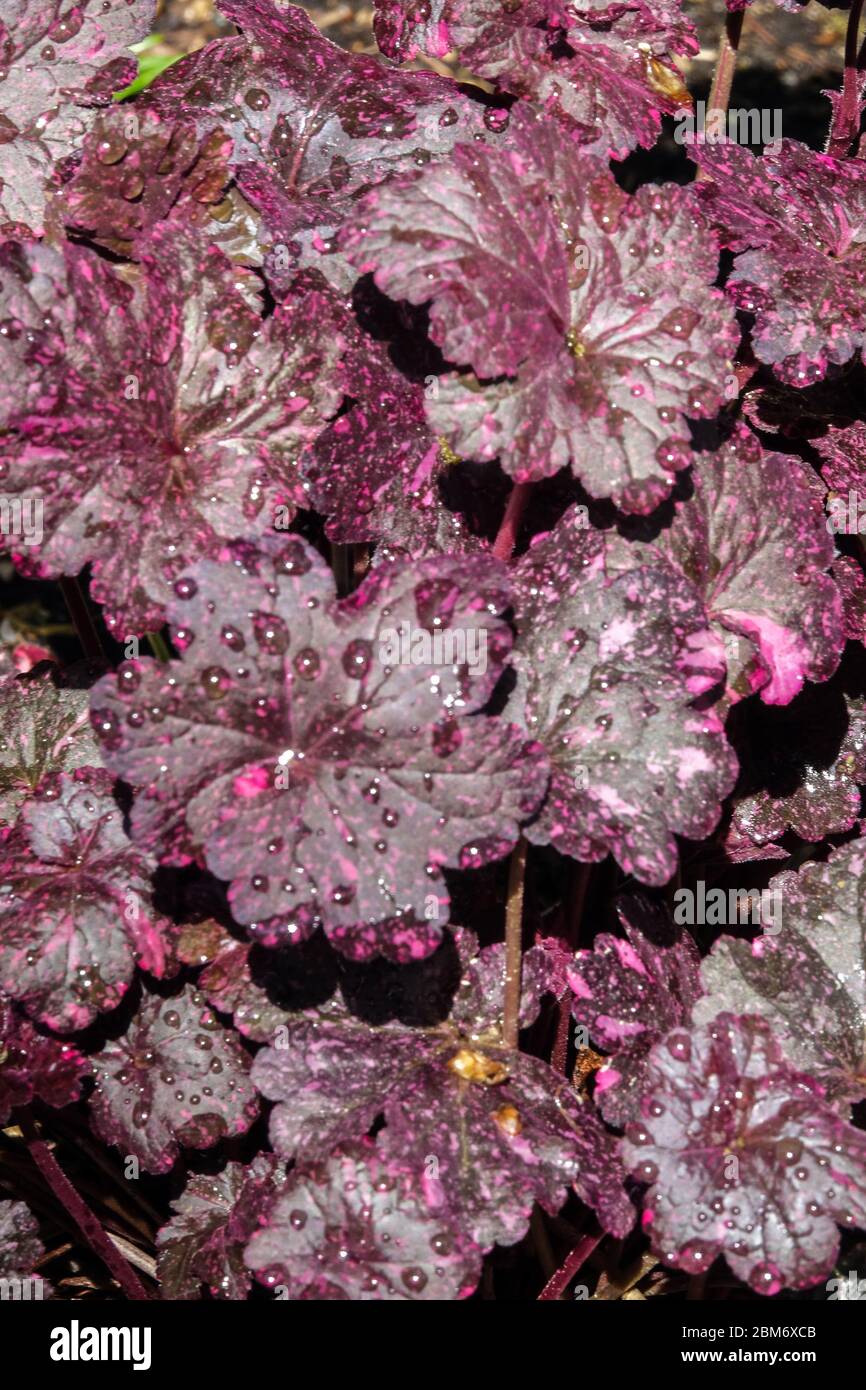 Heuchera lascia fogliame di Borgogna scuro spruzzato forte campane di corallo rosa del giardino perenne Heucheras pianta Hardy primavera bella Heuchera 'Midnight Rose Foto Stock