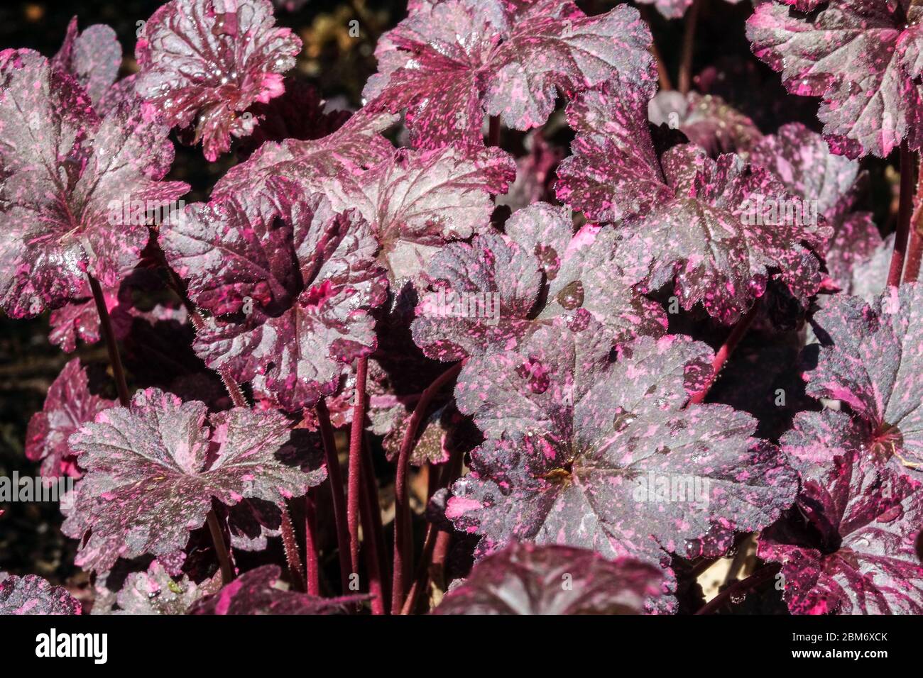 Heuchera 'Midnight Rose' Coral Bells Foto Stock