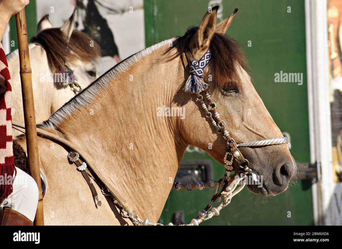 Ritratto facciale di un bel cavallo di criollo buckskin con la briglia tradizionale Foto Stock