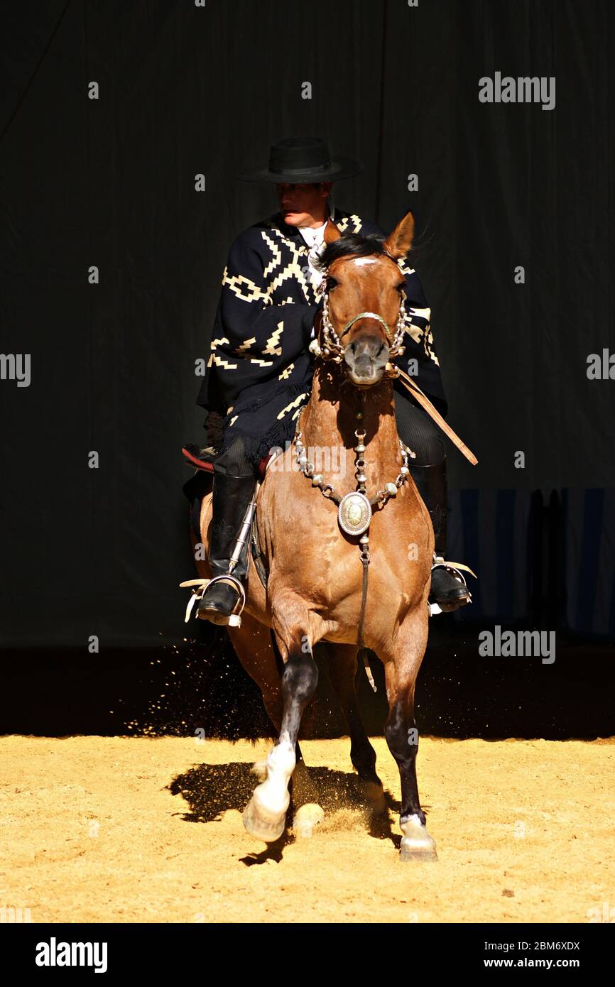 Gaucho in abito tradizionale a cavallo di un cavallo di criollo al buio Foto Stock