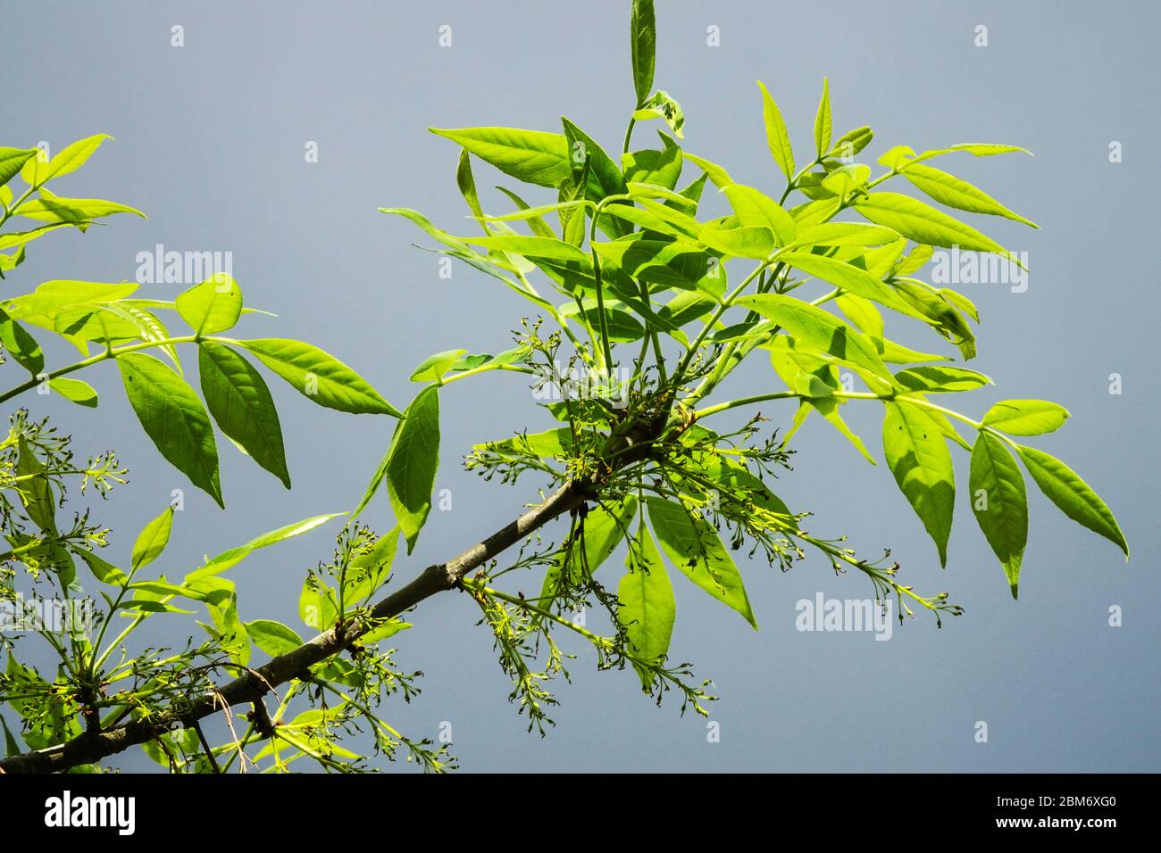 Frassino verde Fraxinus pennsilvanica albero con crescita primaverile, foglie retroilluminate Foto Stock