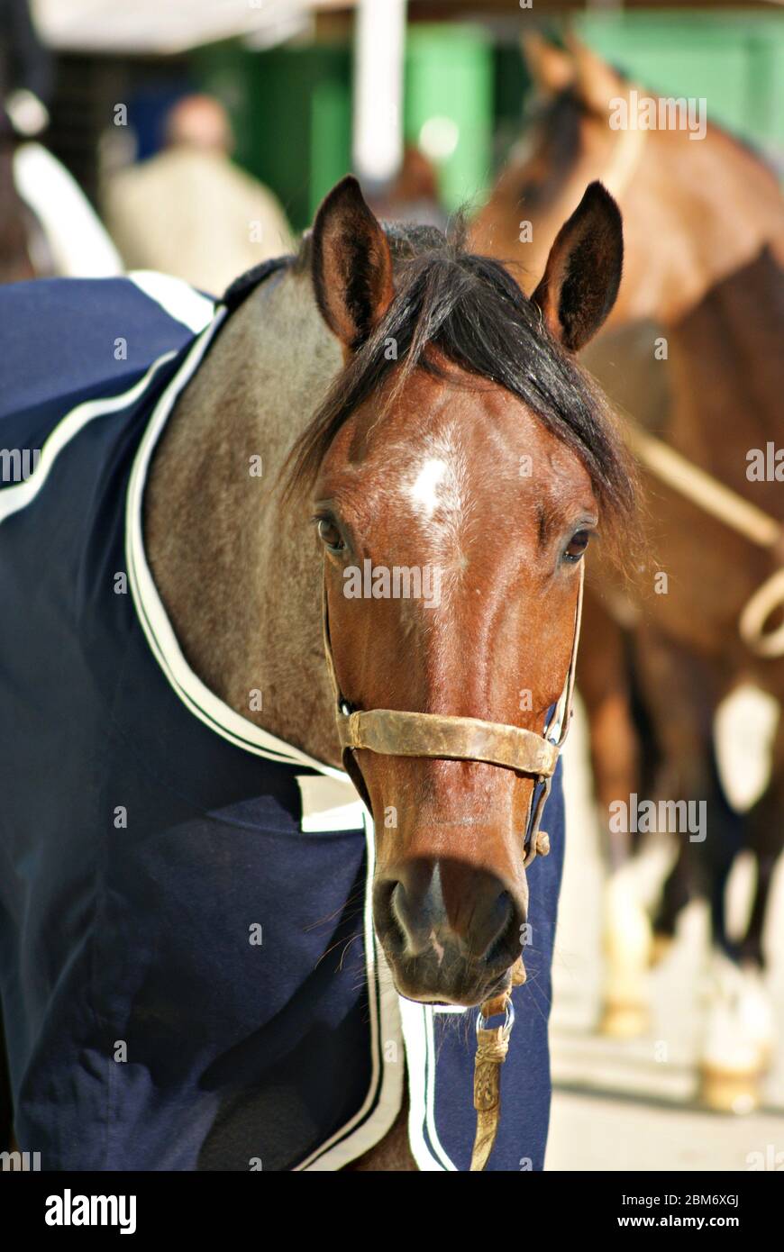 Ritratto facciale di un cavallo rosso ruggito criollo che cammina fino al box sotto la luce del sole Foto Stock