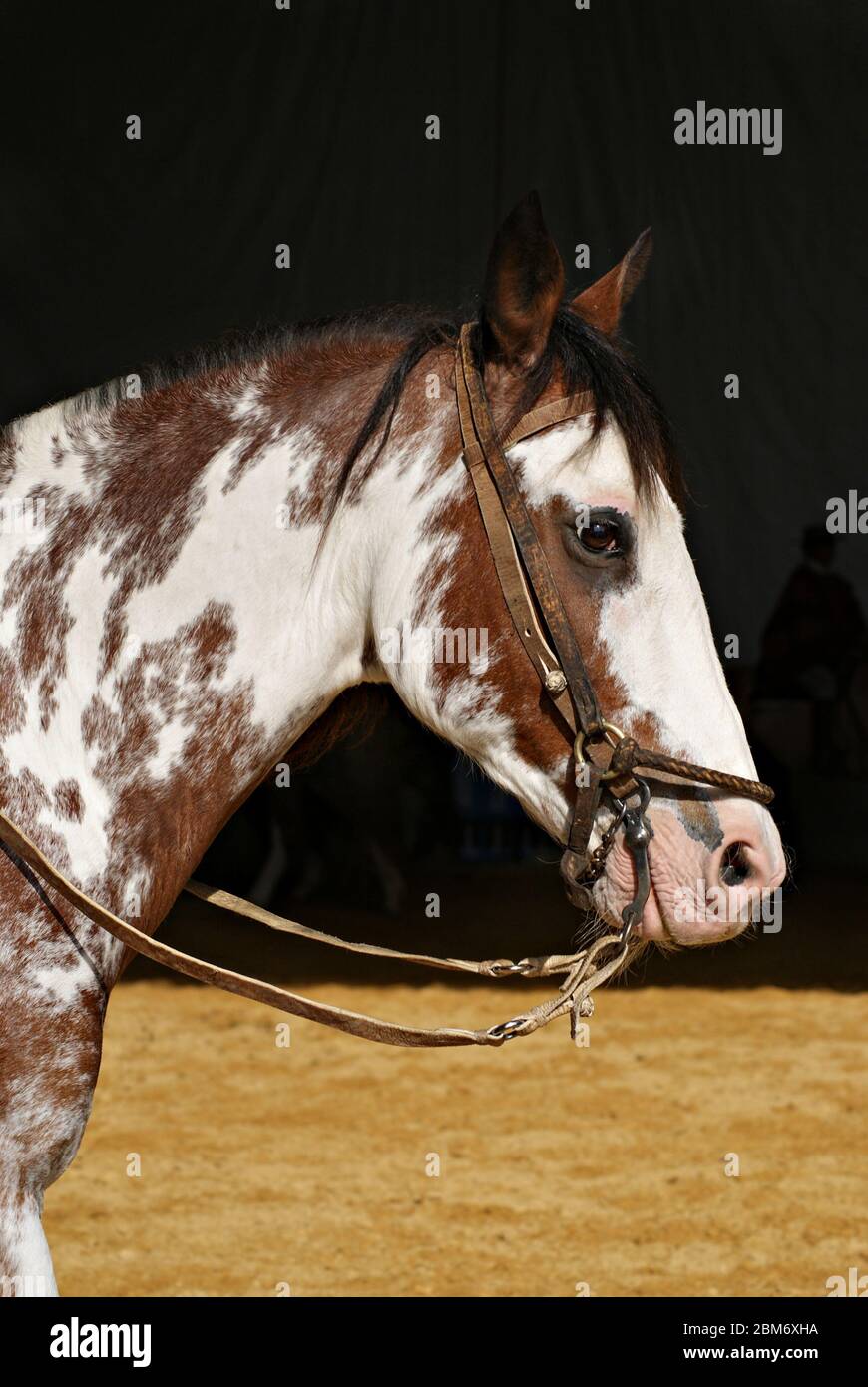 Ritratto facciale di un cavallo di overo pinto criollo isolato su sfondo scuro Foto Stock