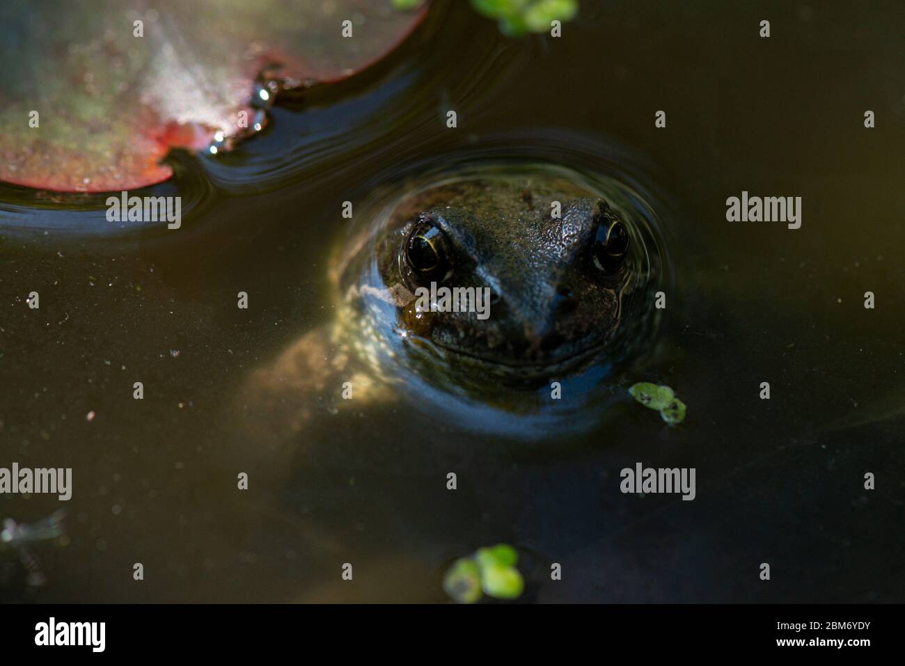 Una rana comune (Rana temporaria) in un giardino stagno Foto Stock