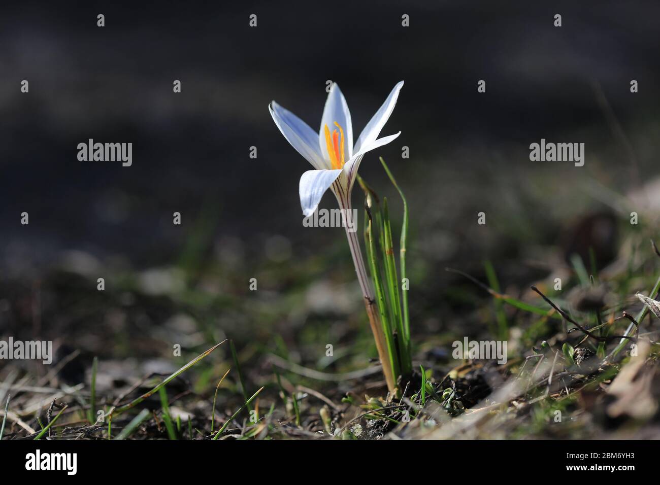 primo fiore di crocuse selvatico di sping sul prato Foto Stock