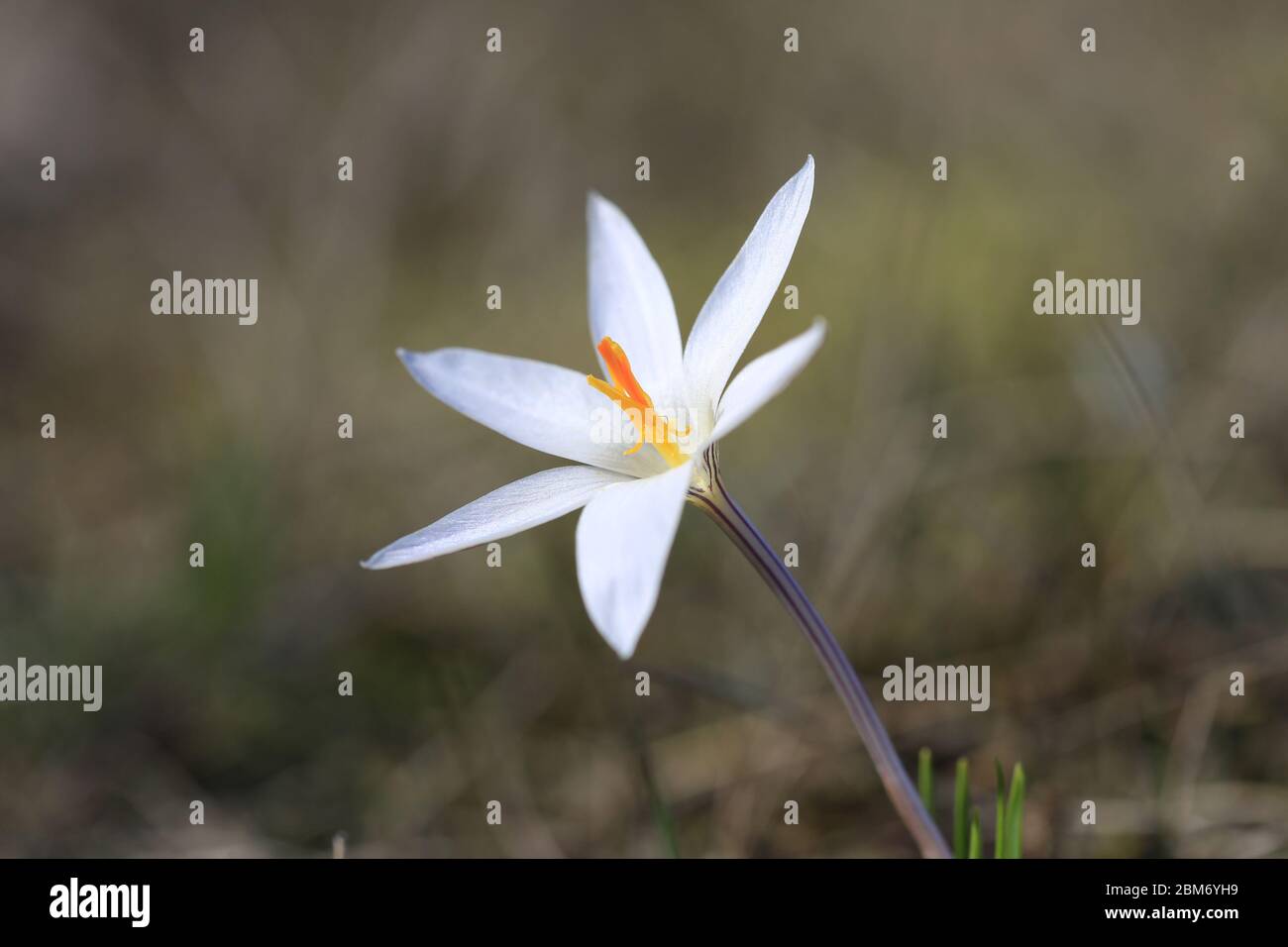 bellezza prima sping selvaggio crocuse fiore macro foto Foto Stock