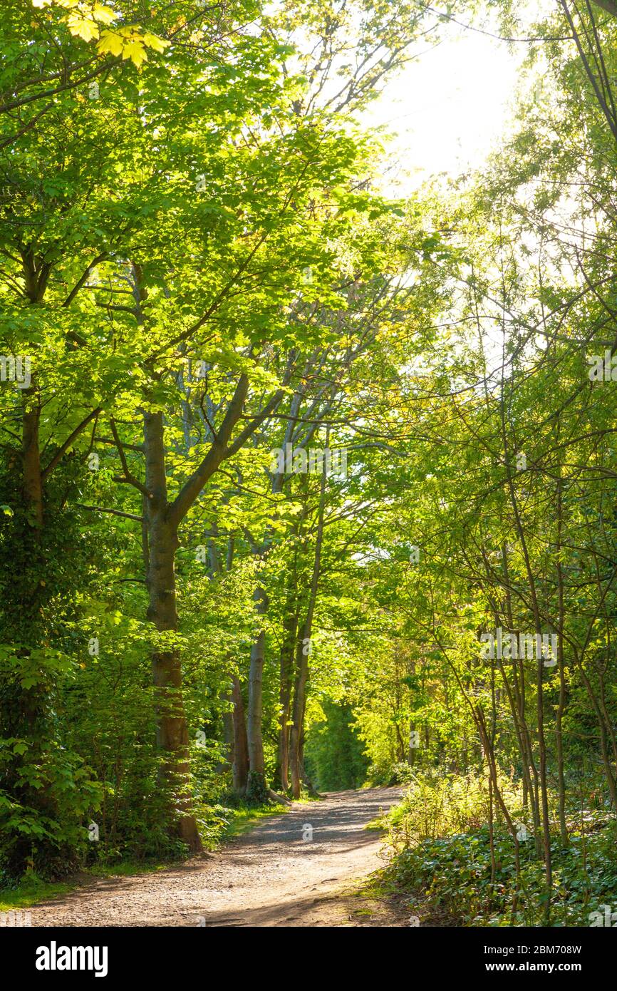 Il percorso costiero Treelined Fife a Dalgety Bay, Fife, Scozia Foto Stock