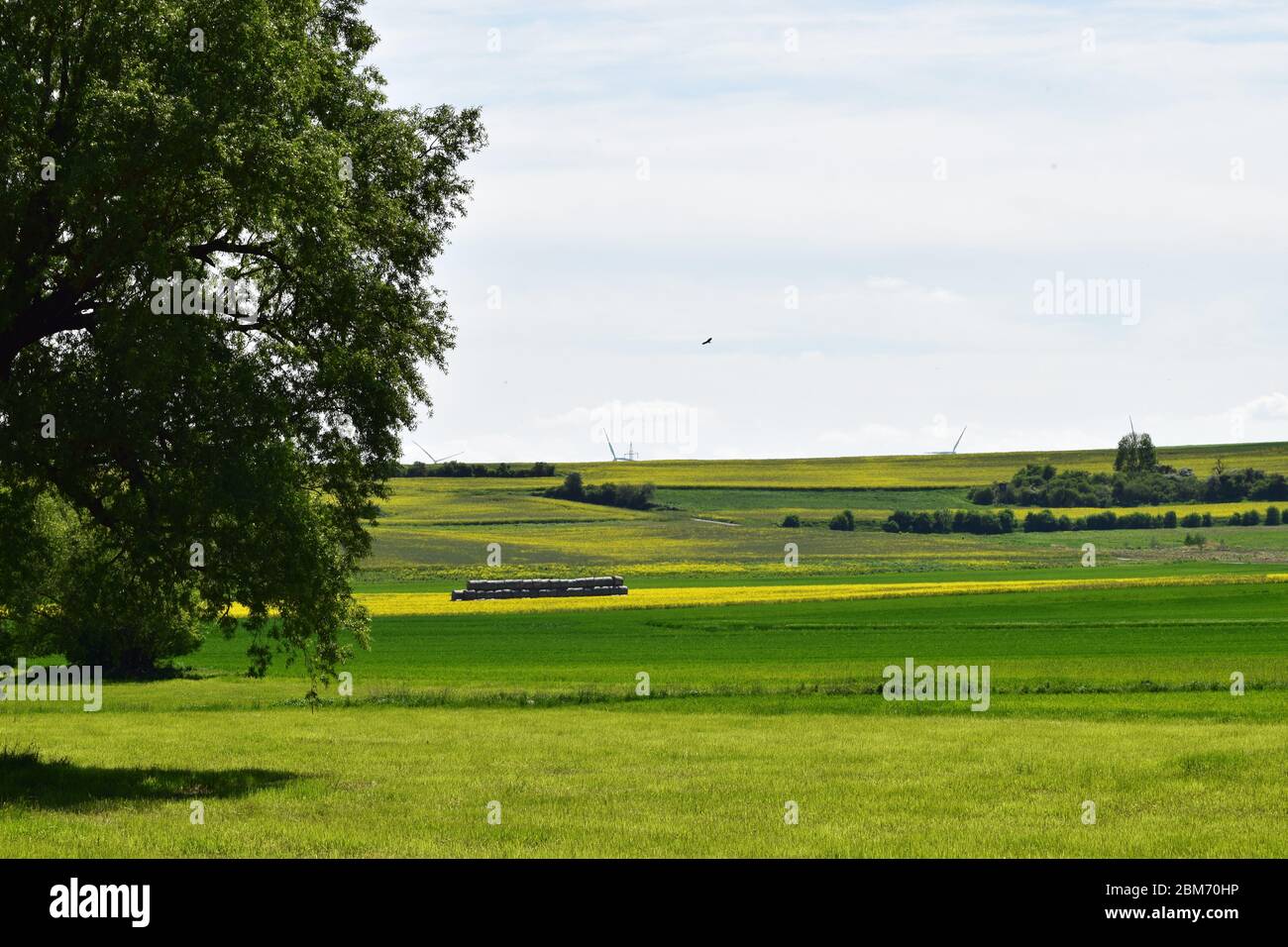 paesaggio paludoso in primavera con enormi alberi singoli Foto Stock